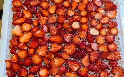 Erdbeer-Chips – Veredelung statt Tonne